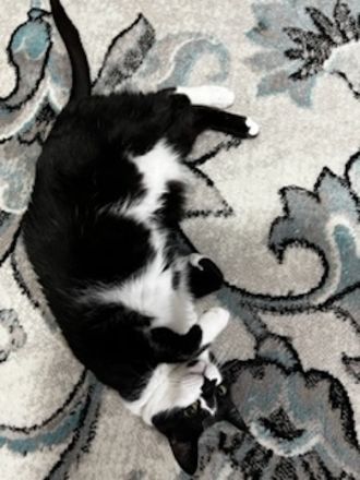 Sara, geb. ca. 11/2015, lebt in GRIECHENLAND, auf einer privaten Pflegestelle