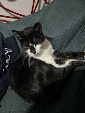 Sara, geb. ca. 11/2015, lebt in GRIECHENLAND, auf einer privaten Pflegestelle