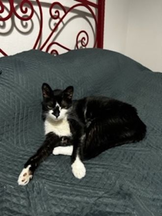 Sara, geb. ca. 11/2015, lebt in GRIECHENLAND, auf einer privaten Pflegestelle