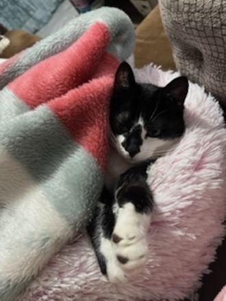 Sara, geb. ca. 11/2015, lebt in GRIECHENLAND, auf einer privaten Pflegestelle