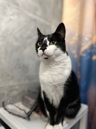 Sara, geb. ca. 11/2015, lebt in GRIECHENLAND, auf einer privaten Pflegestelle