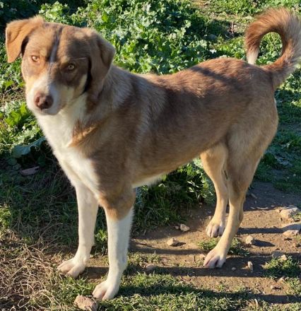 Hopefully, geb. ca. 12/2018, lebt in GRIECHENLAND, auf einem Gelände, auf dem die Hunde notdürftig v