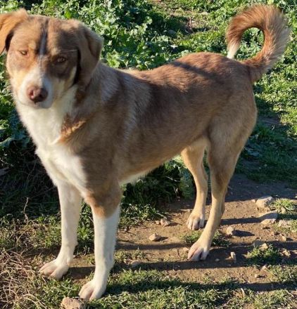 Hopefully, geb. ca. 12/2018, lebt in GRIECHENLAND, auf einem Gelände, auf dem die Hunde notdürftig v