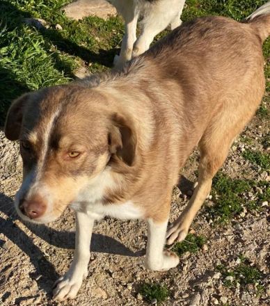 Hopefully, geb. ca. 12/2018, lebt in GRIECHENLAND, auf einem Gelände, auf dem die Hunde notdürftig v