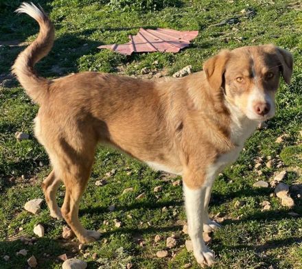 Hopefully, geb. ca. 12/2018, lebt in GRIECHENLAND, auf einem Gelände, auf dem die Hunde notdürftig v