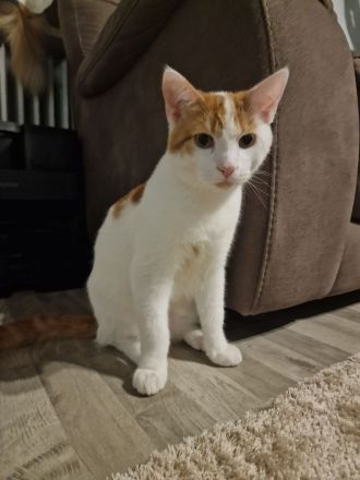 Maine Coon Mix Kitten / Kater