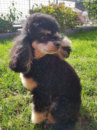 Pudel, Zwergpudel Toypudel, Deckrüde mit Ahnentafel black&tan, kein Verkauf! VDH, PZV