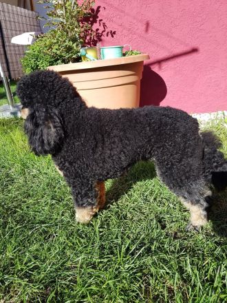 Pudel, Zwergpudel Toypudel, Deckrüde mit Ahnentafel black&tan, kein Verkauf! VDH, PZV