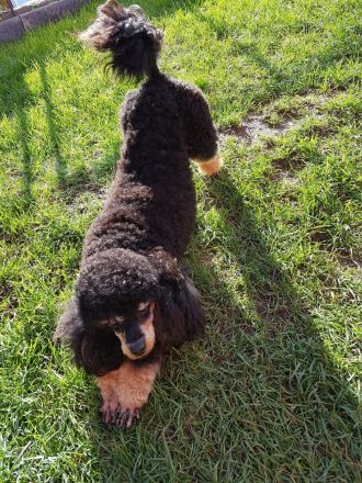 Pudel, Zwergpudel Toypudel, Deckrüde mit Ahnentafel black&tan, kein Verkauf! VDH, PZV