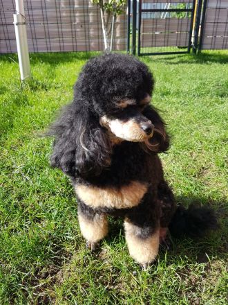 Pudel, Zwergpudel Toypudel, Deckrüde mit Ahnentafel black&tan, kein Verkauf! VDH, PZV