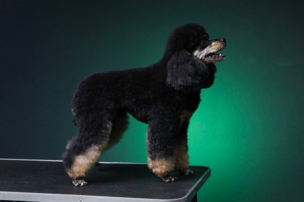 Pudel, Zwergpudel Toypudel, Deckrüde mit Ahnentafel black&tan, kein Verkauf! VDH, PZV