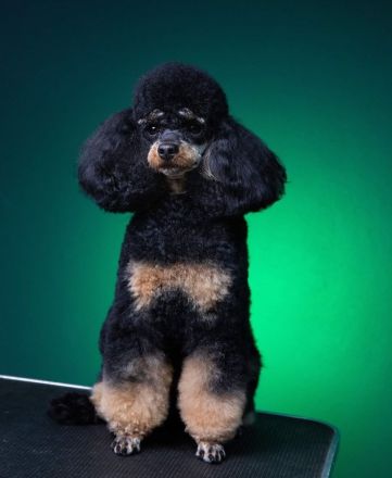 Pudel, Zwergpudel Toypudel, Deckrüde mit Ahnentafel black&tan, kein Verkauf! VDH, PZV