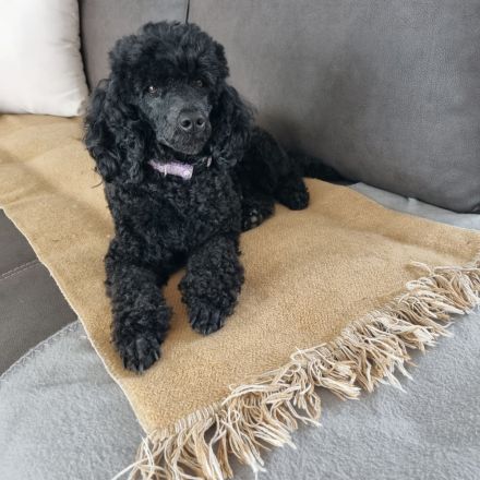 Zwerpudelrüde Gucci