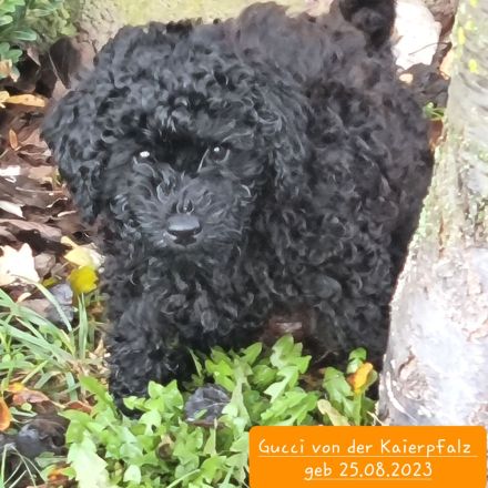 Zwerpudelrüde Gucci