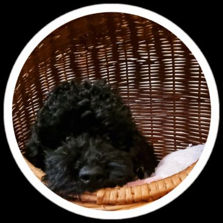 Zwerpudelrüde Gucci