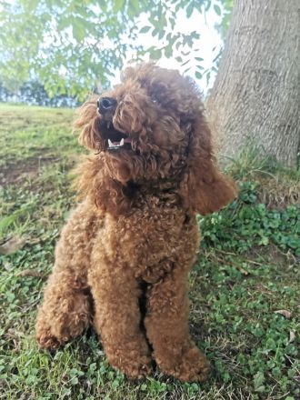 Deckrüde Kleinpudel Mahagoni red mit Papieren (Champion)