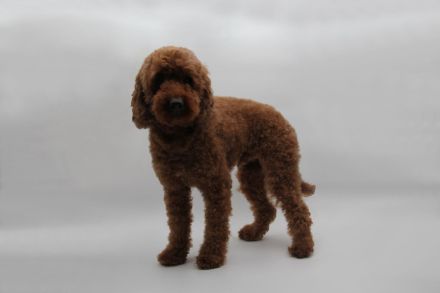 Deckrüde Kleinpudel Mahagoni red mit Papieren (Champion)