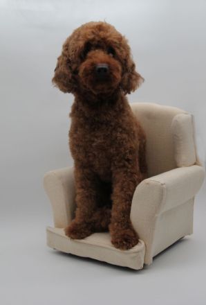 Deckrüde Kleinpudel Mahagoni red mit Papieren (Champion)