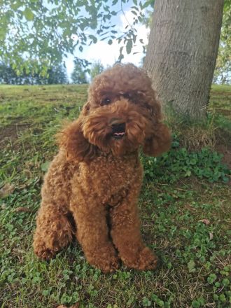 Deckrüde Kleinpudel Mahagoni red mit Papieren (Champion)