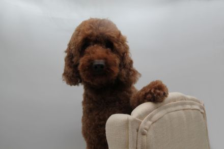 Deckrüde Kleinpudel Mahagoni red mit Papieren (Champion)