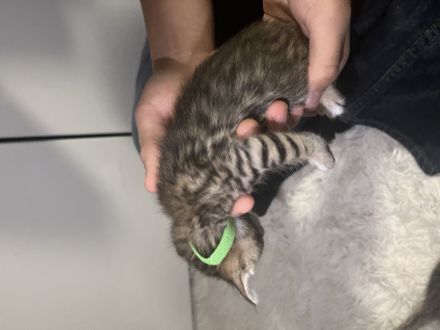 Bengal Kitten