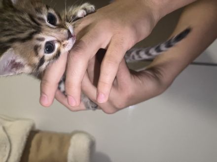 Bengal Kitten
