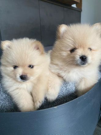 Zwergspitz Pomeranian Welpen