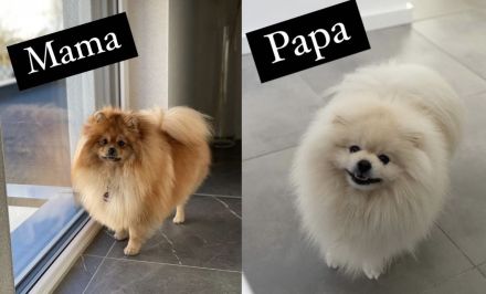 Zwergspitz Pomeranian Welpen