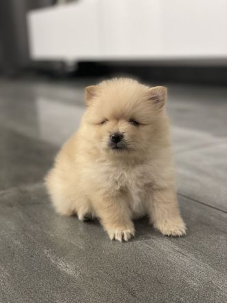 Zwergspitz Pomeranian Welpen