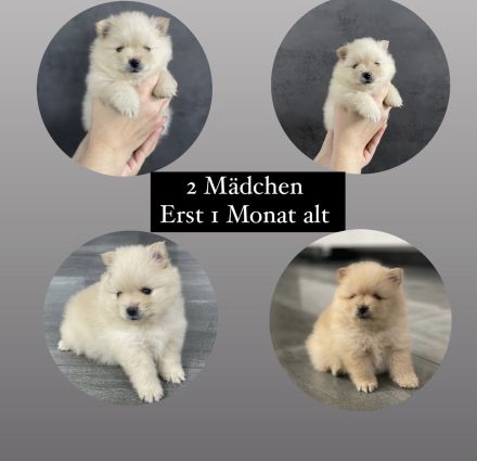 Zwergspitz Pomeranian Welpen