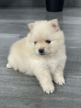 Zwergspitz Pomeranian Welpen