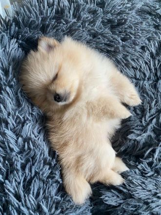 Zwergspitz Pomeranian Welpen