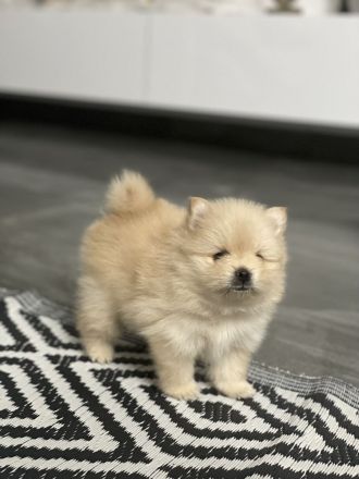 Zwergspitz Pomeranian Welpen