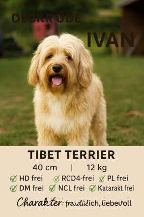 Deckrüde Tibet Terrier in gold (kein Zobel) mit Papieren (Champion)