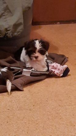 Wunderschöne Havaneserwelpen abzugeben.