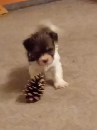 Wunderschöne Havaneserwelpen abzugeben.