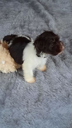 Wunderschöne Havaneserwelpen abzugeben.