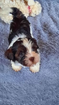 Wunderschöne Havaneserwelpen abzugeben.