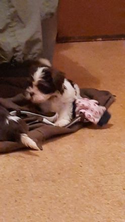 Wunderschöne Havaneserwelpen abzugeben.