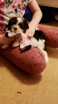 Wunderschöne Havaneserwelpen abzugeben.