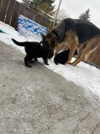 Welpen Deutscher Schäferhund