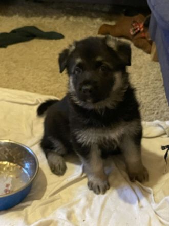 Welpen Deutscher Schäferhund