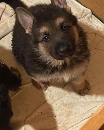 Welpen Deutscher Schäferhund