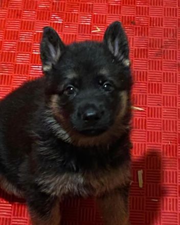 Welpen Deutscher Schäferhund