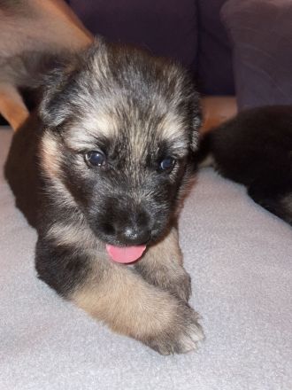 Welpen Deutscher Schäferhund