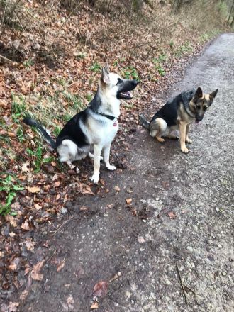 Welpen Deutscher Schäferhund