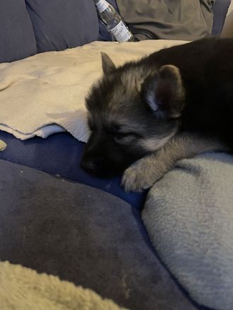 Welpen Deutscher Schäferhund