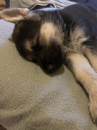 Welpen Deutscher Schäferhund