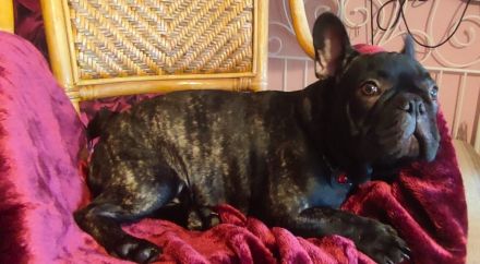 In Farbe Brindle ,Französische Bulldogge Rüde Bonnie in Blue Tan, blaue Augen, 21 Woch. jung