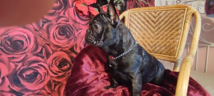 In Farbe Brindle ,Französische Bulldogge Rüde Bonnie in Blue Tan, blaue Augen, 21 Woch. jung